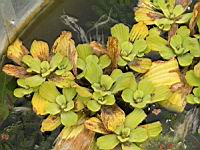 Laitue d'eau, Pistia stratiotes (fam Aracees) (regions tropicales cotieres) (2) (Photo F. Mrugala)